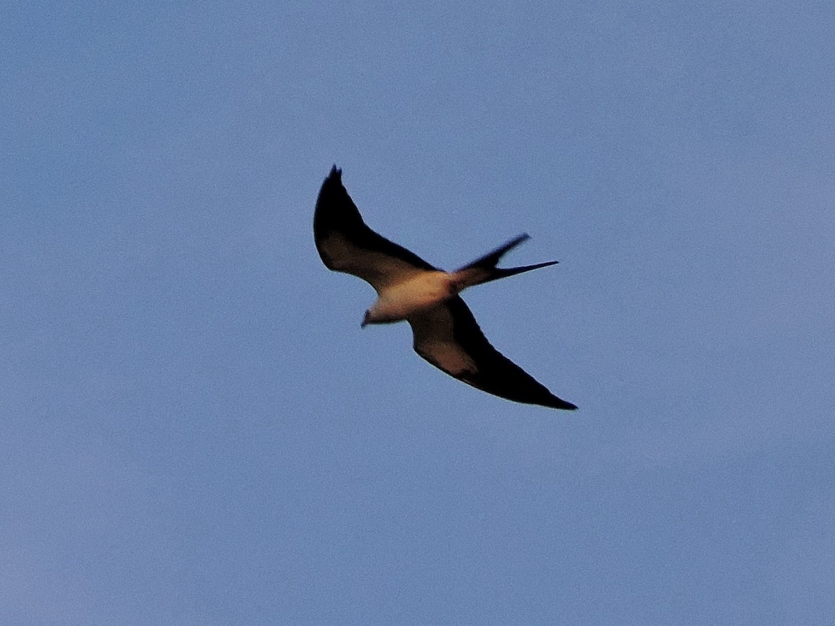 Swallow-tailed Kite - Lee Jones