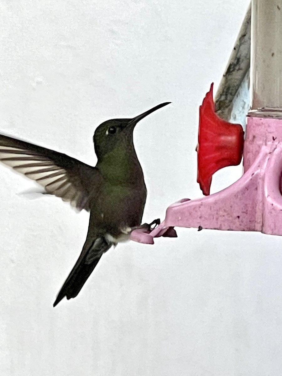 Sombre Hummingbird - ML358961751