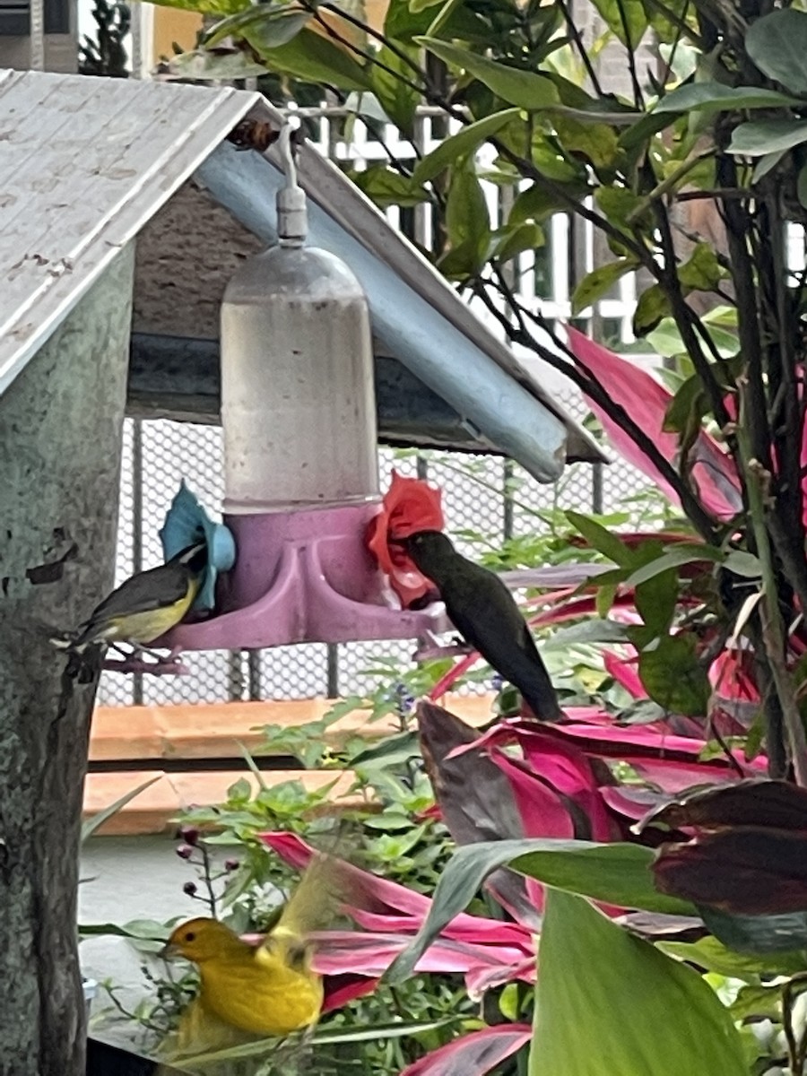 kolibřík temný - ML358961791