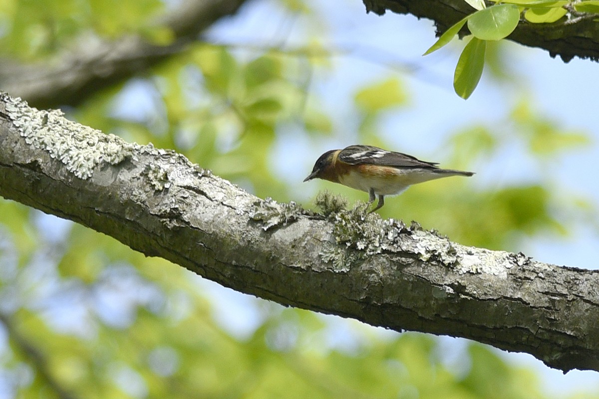 Bay-breasted Warbler - ML358963761