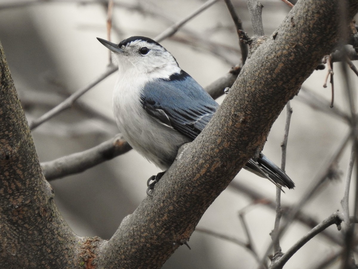 White-breasted Nuthatch - Caleb Morillo