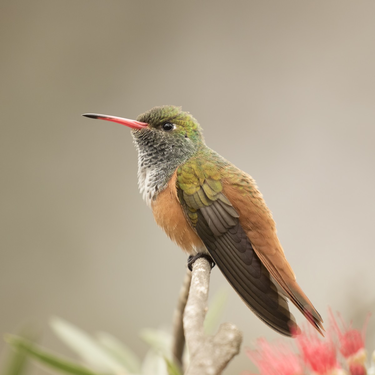 Amazilia Hummingbird (Green-throated) - Peter Hawrylyshyn