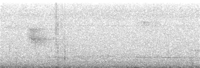 Мурав’янка-куцохвіст плямиста - ML358974411