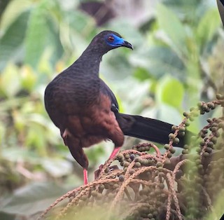 Sickle-winged Guan, ML358976671