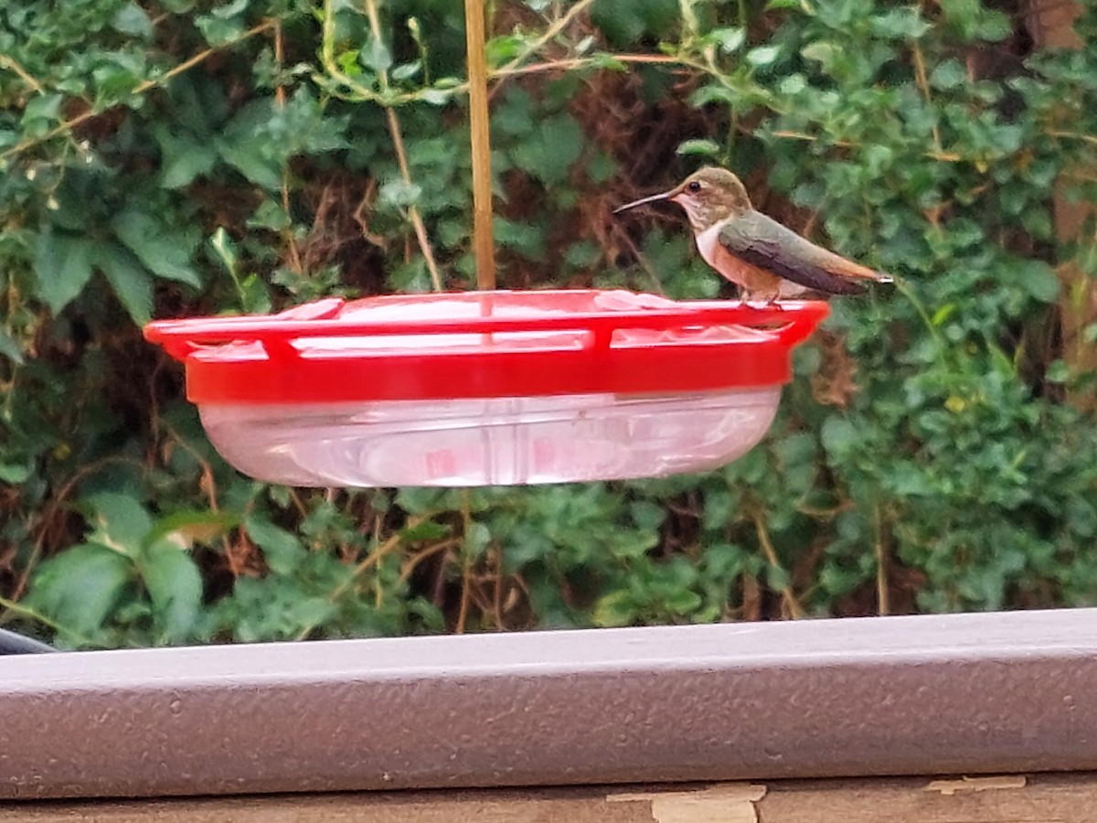 Rufous Hummingbird - ML358977161