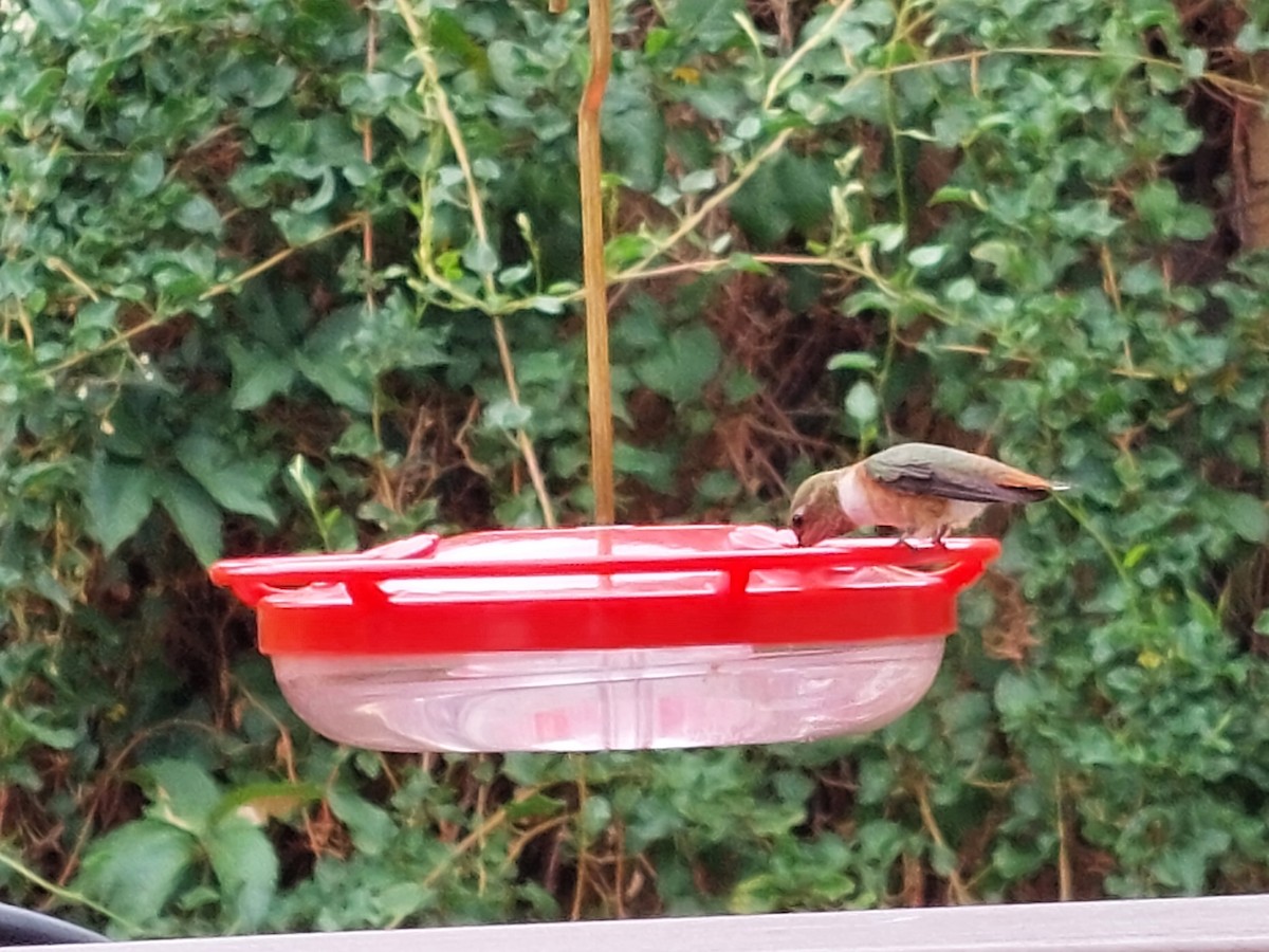 Rufous Hummingbird - ML358977211