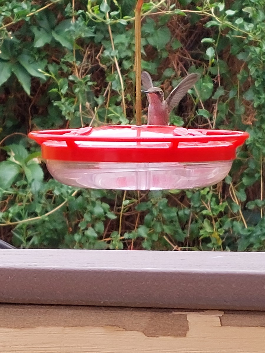Black-chinned Hummingbird - ML358977981