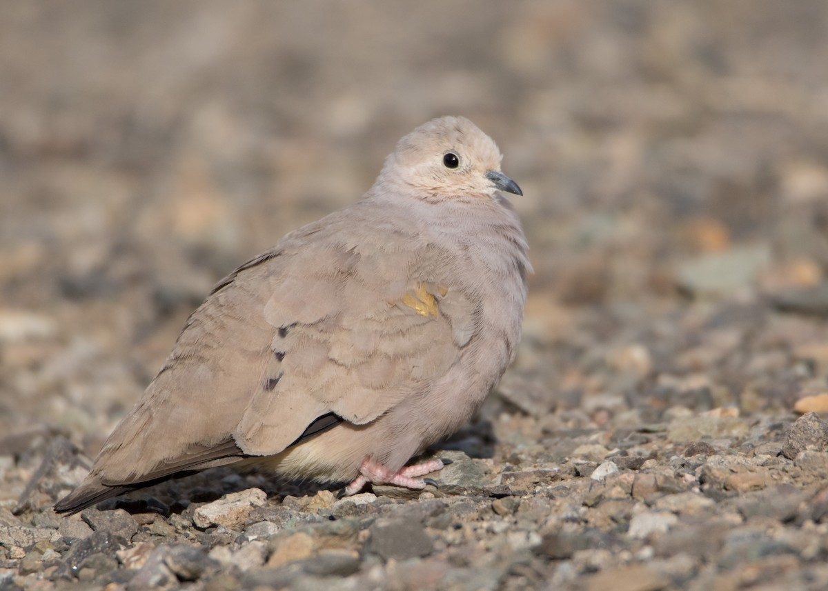 Golden-spotted Ground Dove - ML358978131