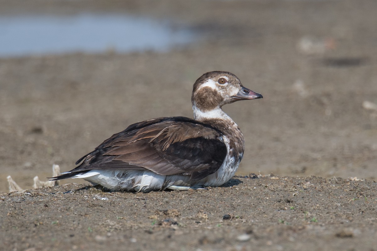 Long-tailed Duck - Jeff Bleam