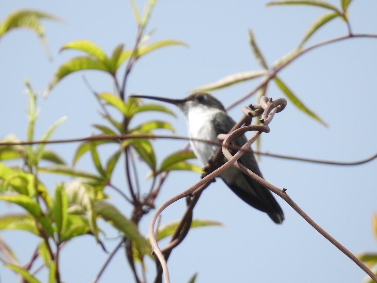 Gray-breasted Sabrewing - ML358981631
