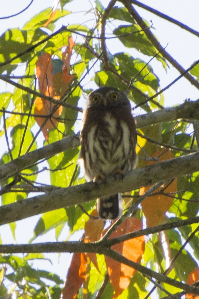 Least Pygmy-Owl - ML358982131