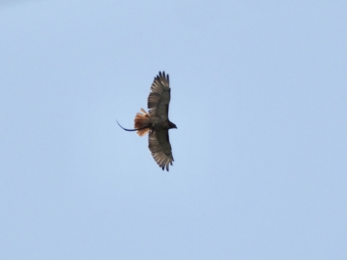 Red-tailed Hawk - ML358982361