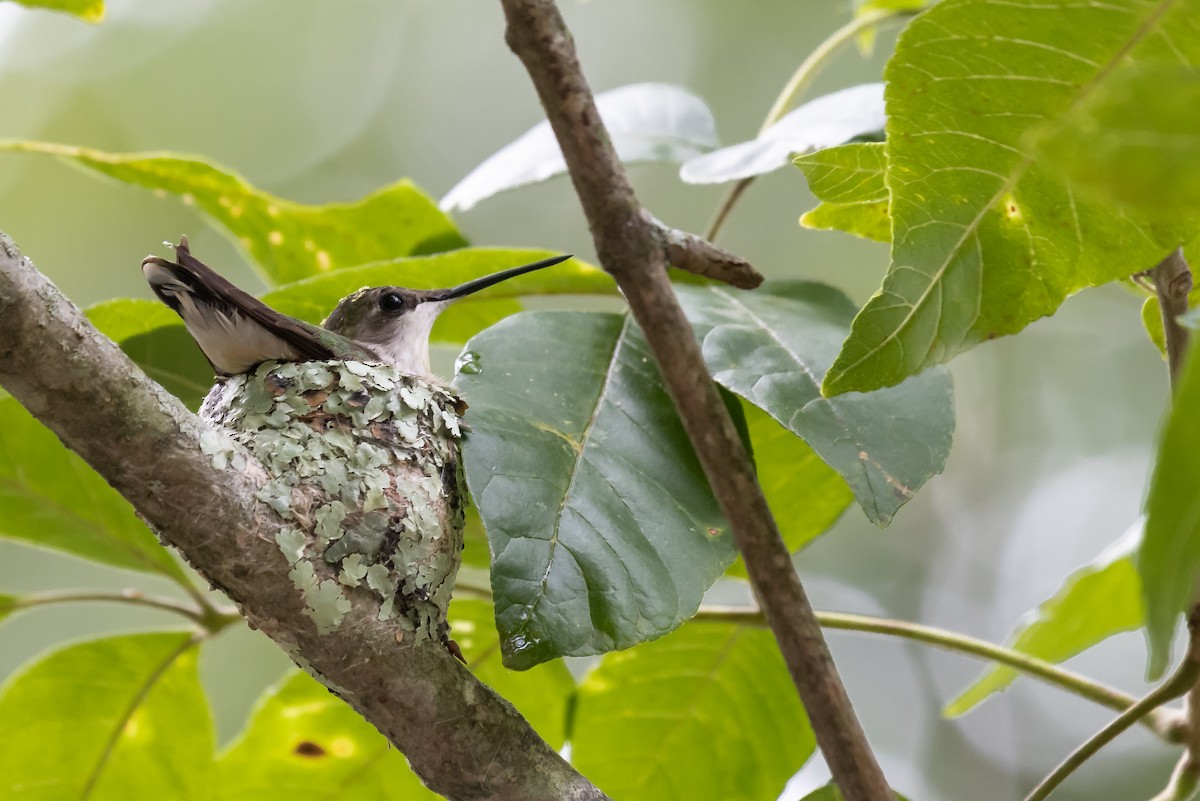 Ruby-throated Hummingbird - Michael Newlon