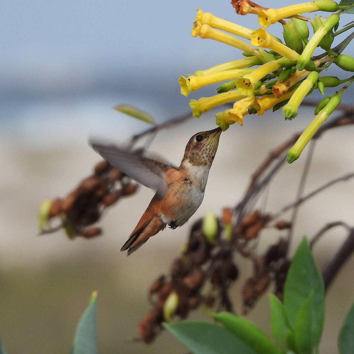 Allen's Hummingbird - Michelle Haglund
