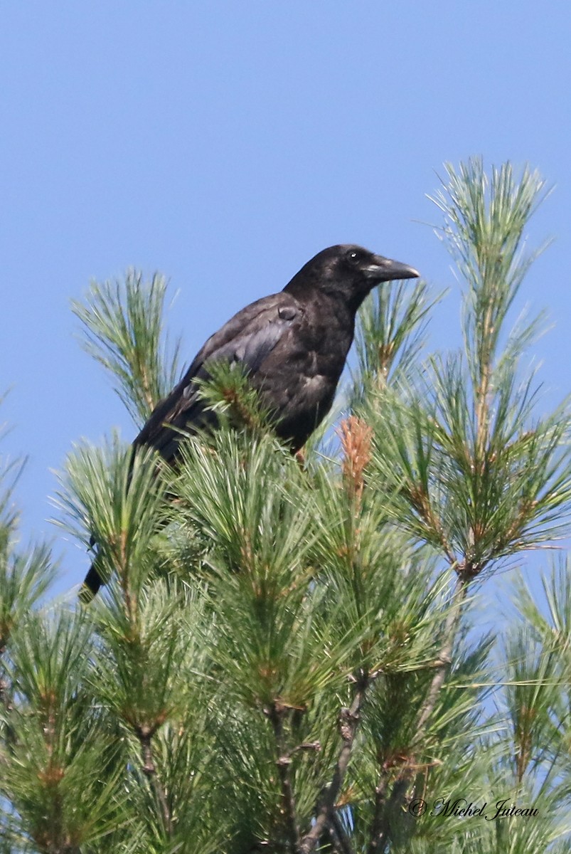 American Crow - ML358986501