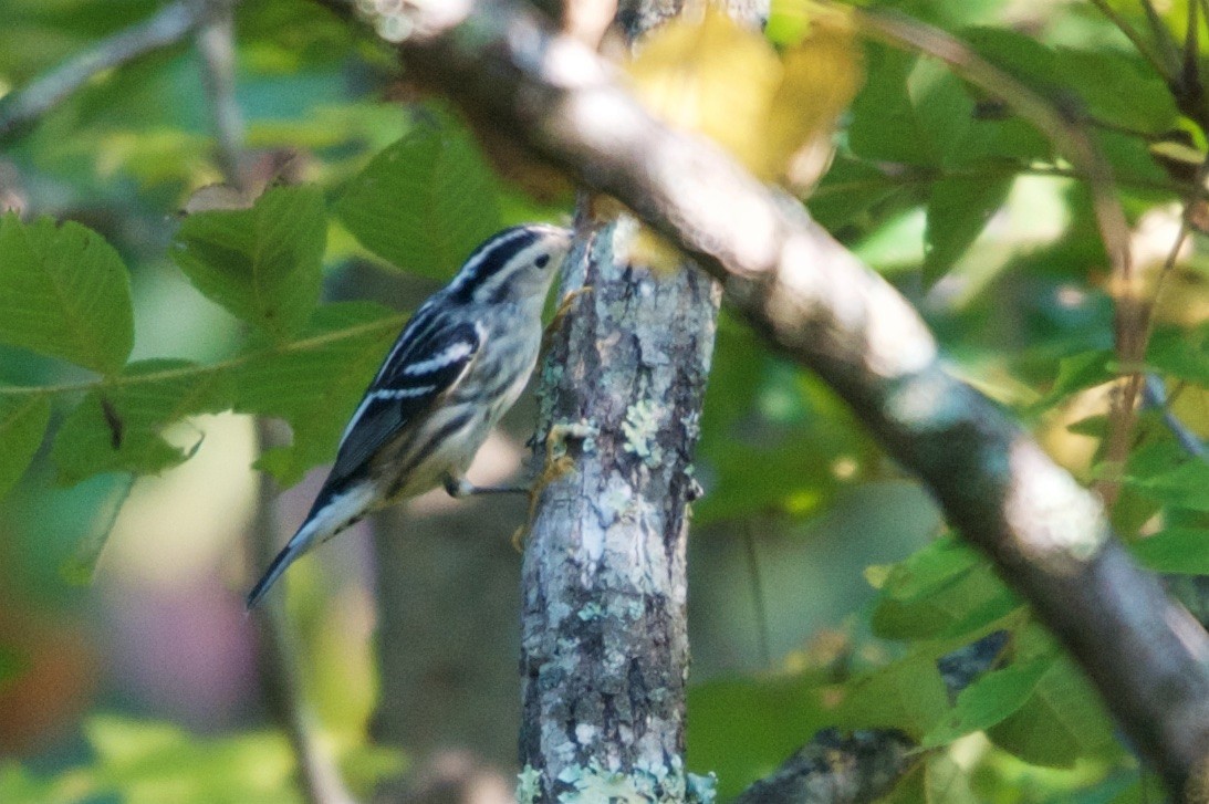 Black-and-white Warbler - Hal Mitchell