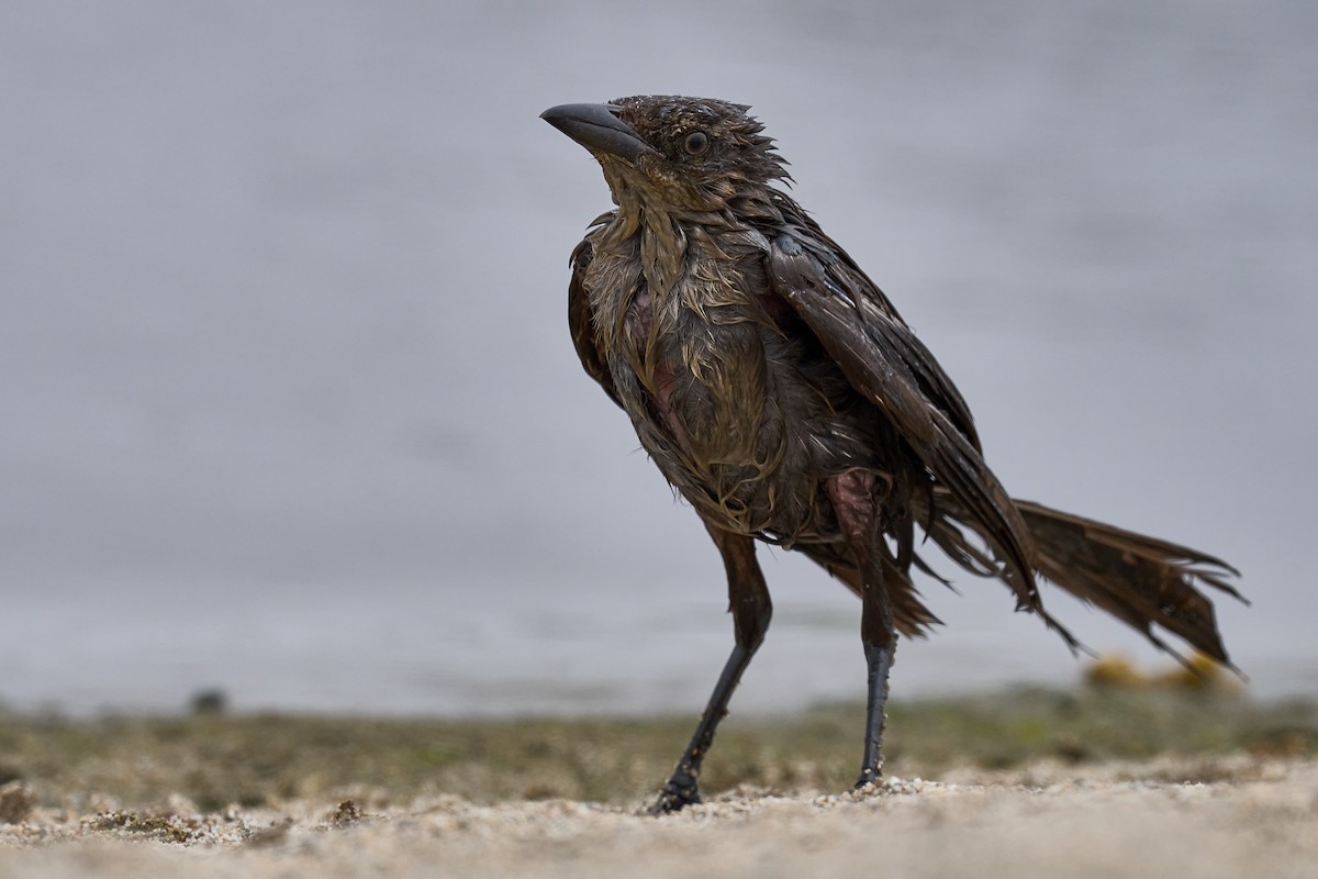 Great-tailed Grackle - Julie Laity