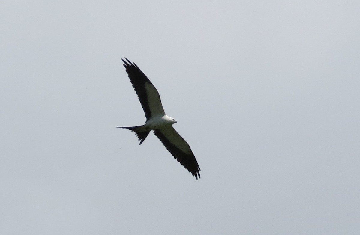 Swallow-tailed Kite - ML358993751