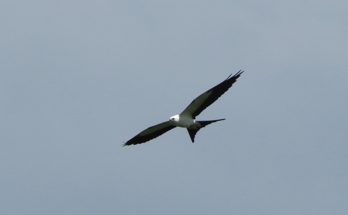 Swallow-tailed Kite - ML358993801