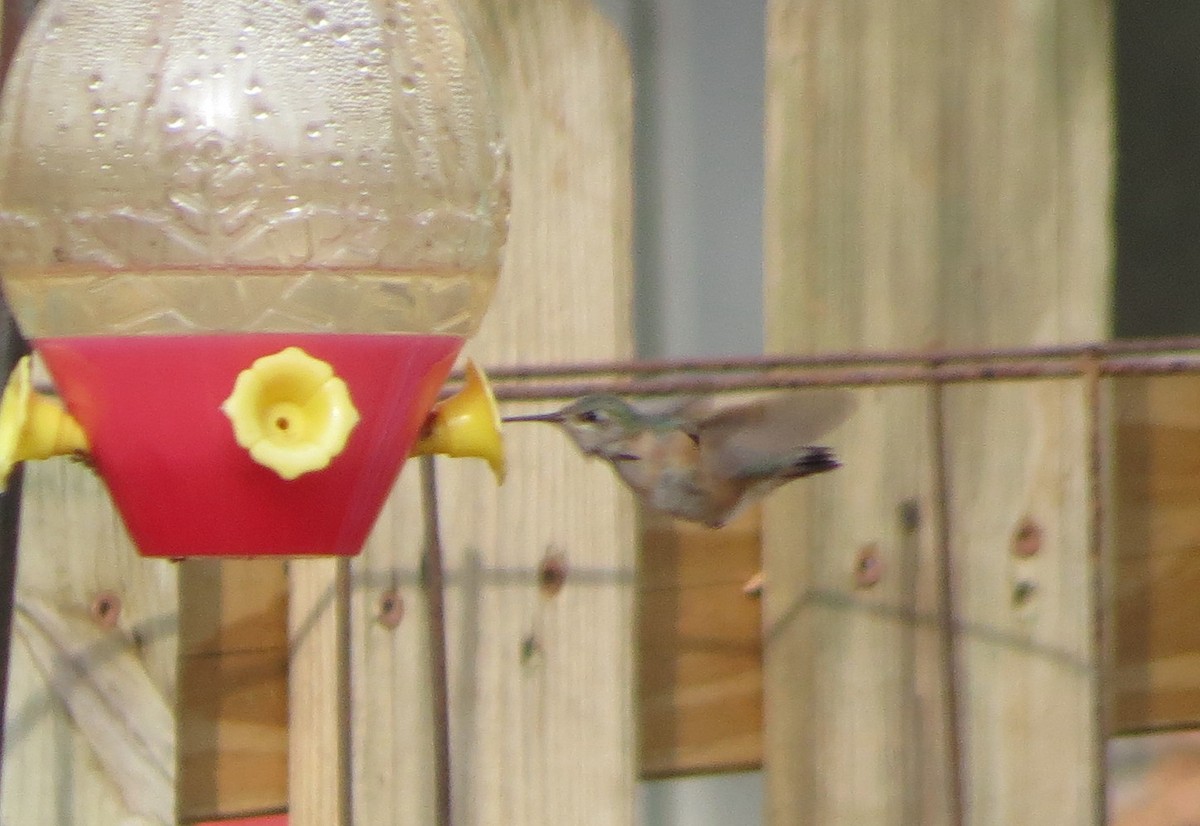 Calliope Hummingbird - ML358994071