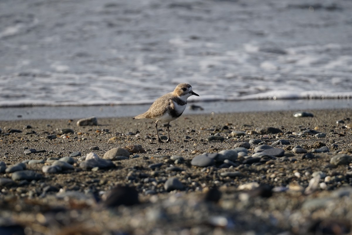 Two-banded Plover - ML358994541