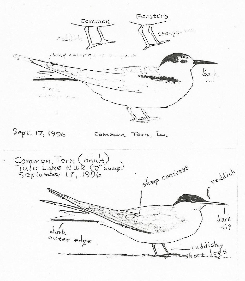 Common Tern - ML358995591