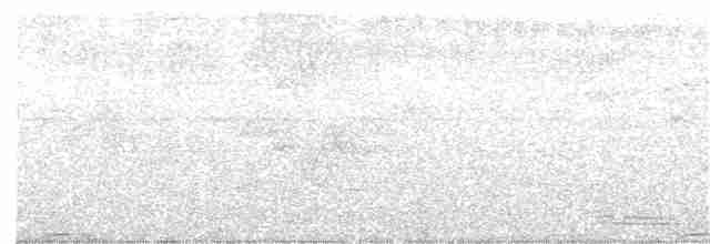 Motmot à bec large (groupe platyrhynchum) - ML358997791