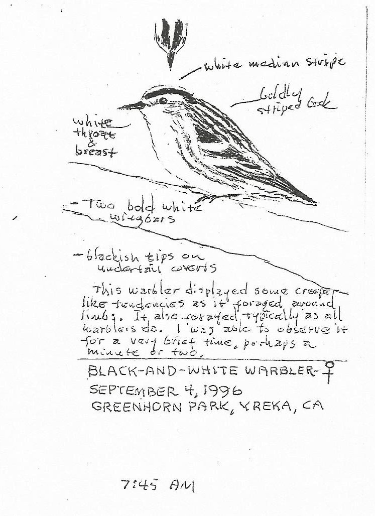 Black-and-white Warbler - ML358998761