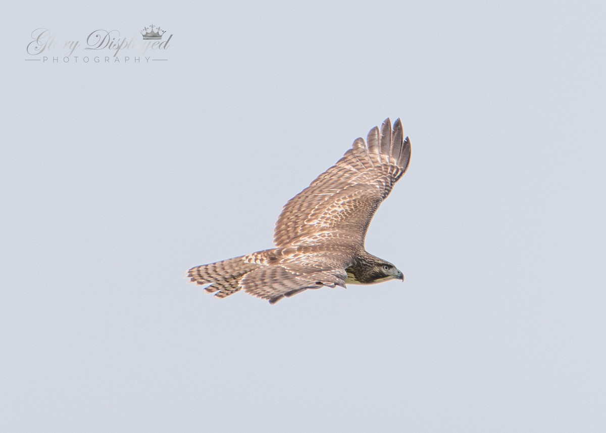 Red-tailed Hawk - ML359000591