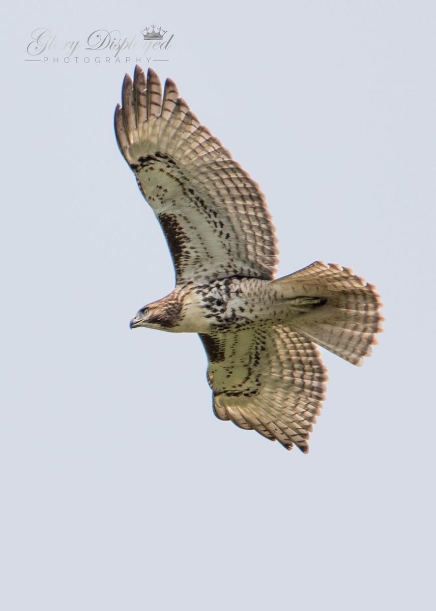 Red-tailed Hawk - ML359000601