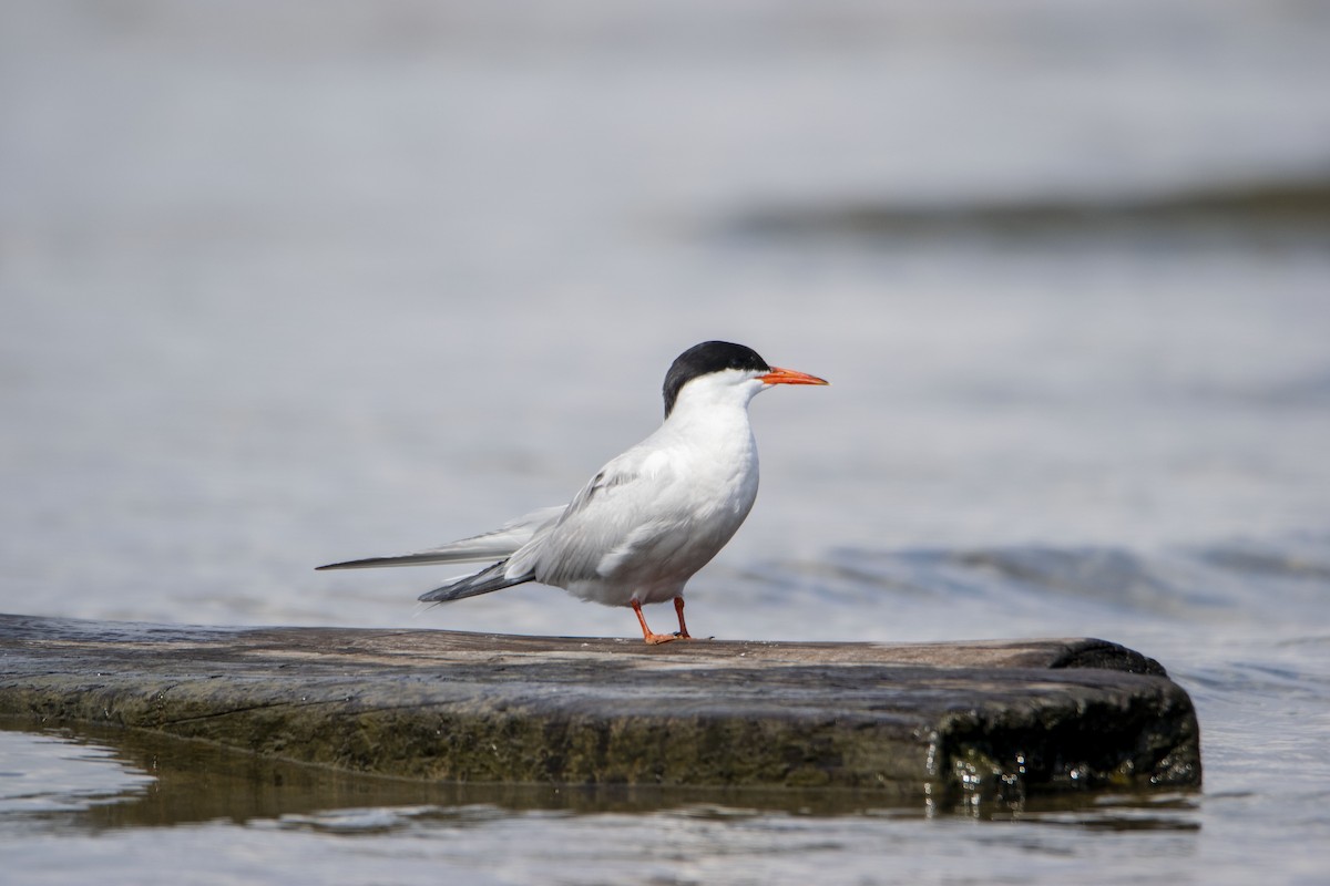 Common Tern - John Peckham