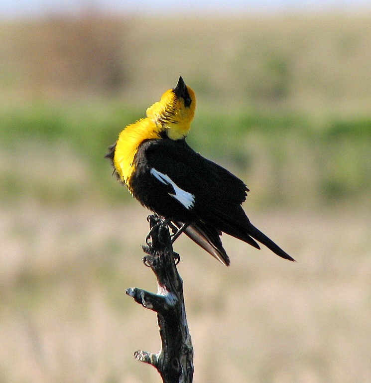Yellow-headed Blackbird - ML35900501