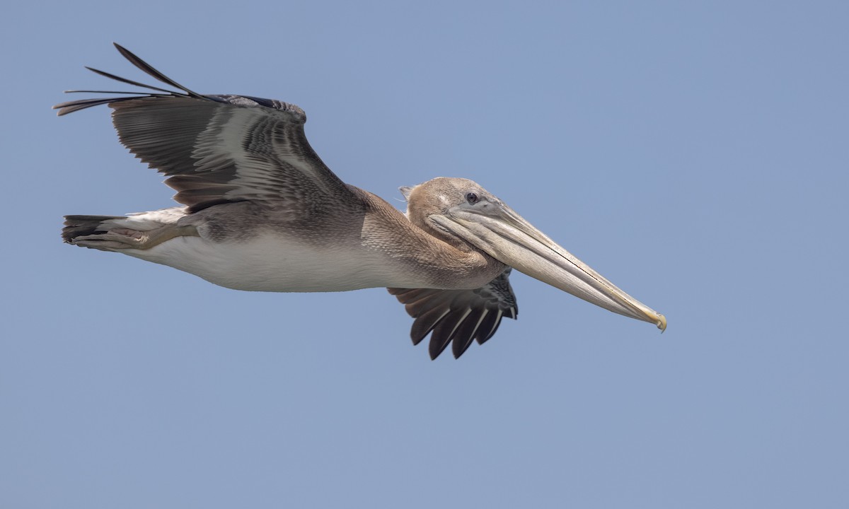pelikán hnědý (ssp. californicus) - ML359005551