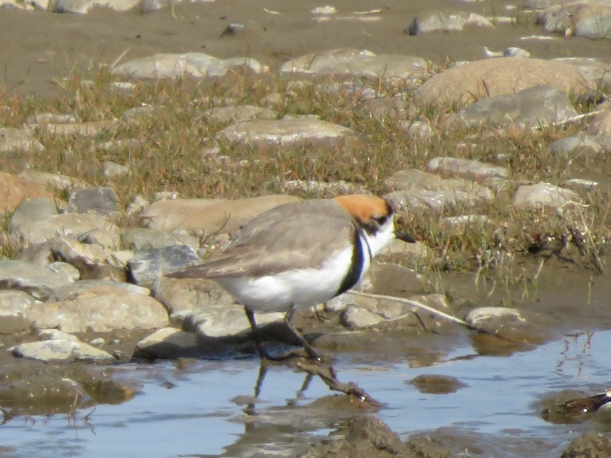 Two-banded Plover - ML359006161