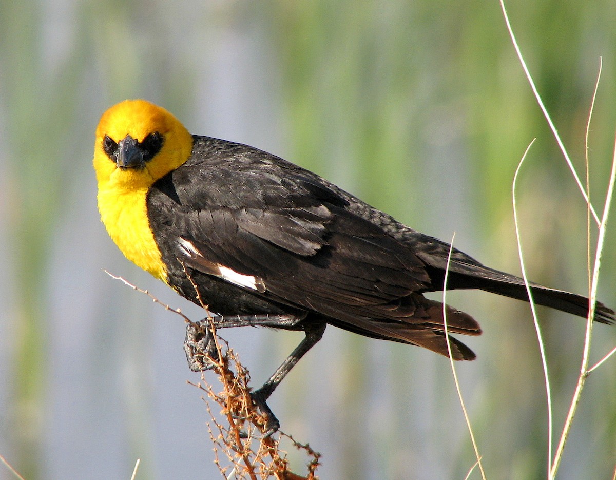 Yellow-headed Blackbird - ML35900621