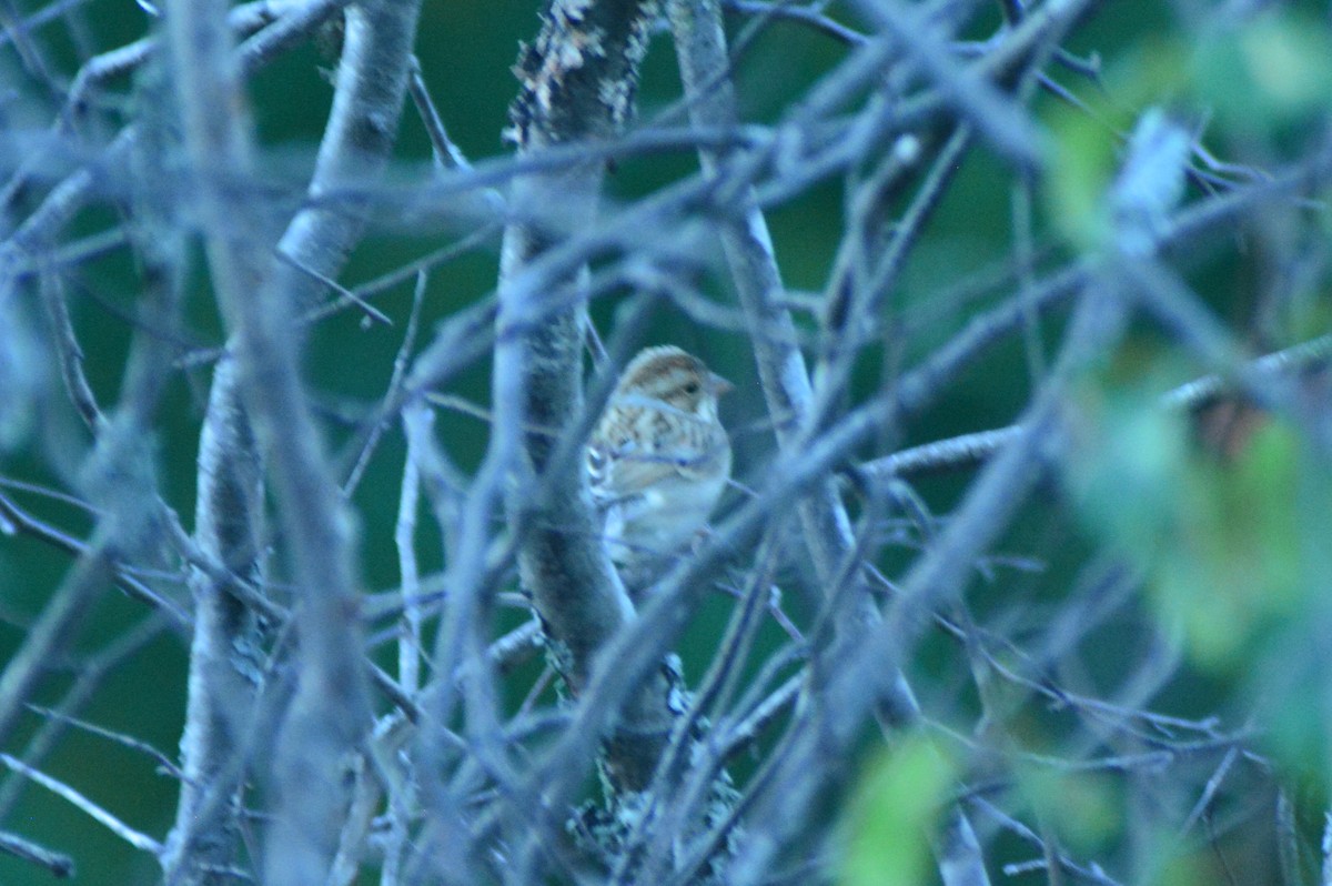 Clay-colored Sparrow - ML35900881