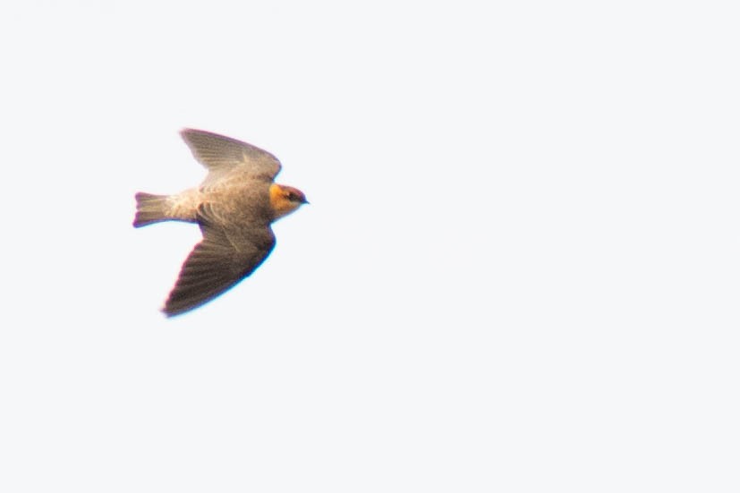 Tawny-headed Swallow - ML359012591