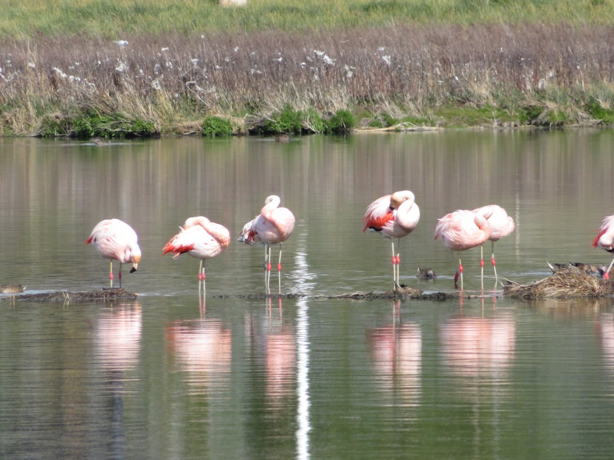 Chilean Flamingo - Jan Bradley