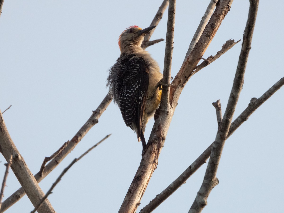 Golden-fronted Woodpecker - ML359020441