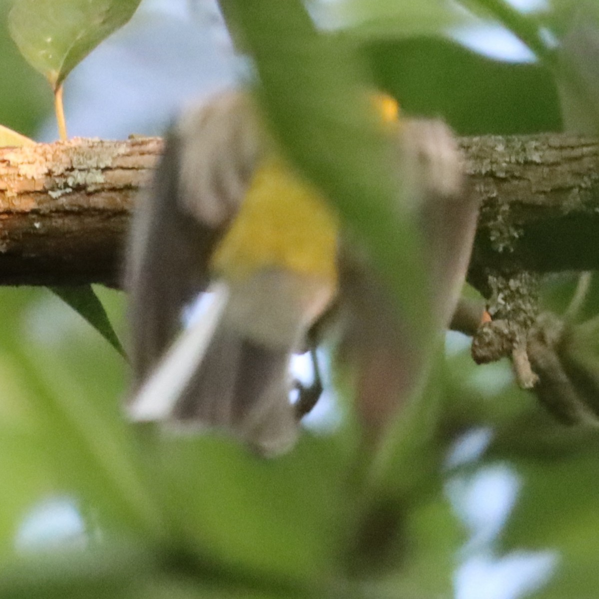 Black-throated Green Warbler - ML359044781