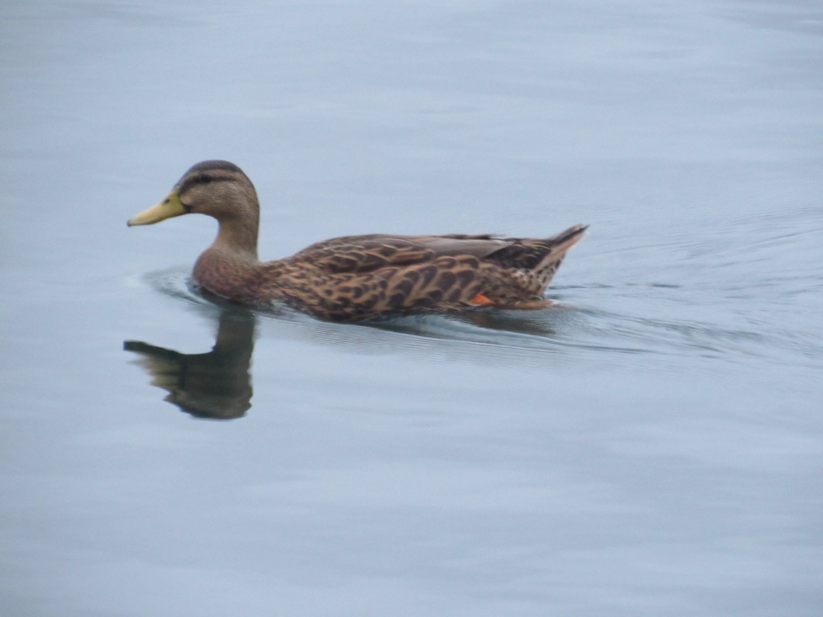 Mallard/Mottled Duck - Tate Putman