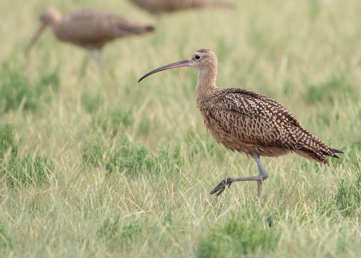 Long-billed Curlew - ML359050681