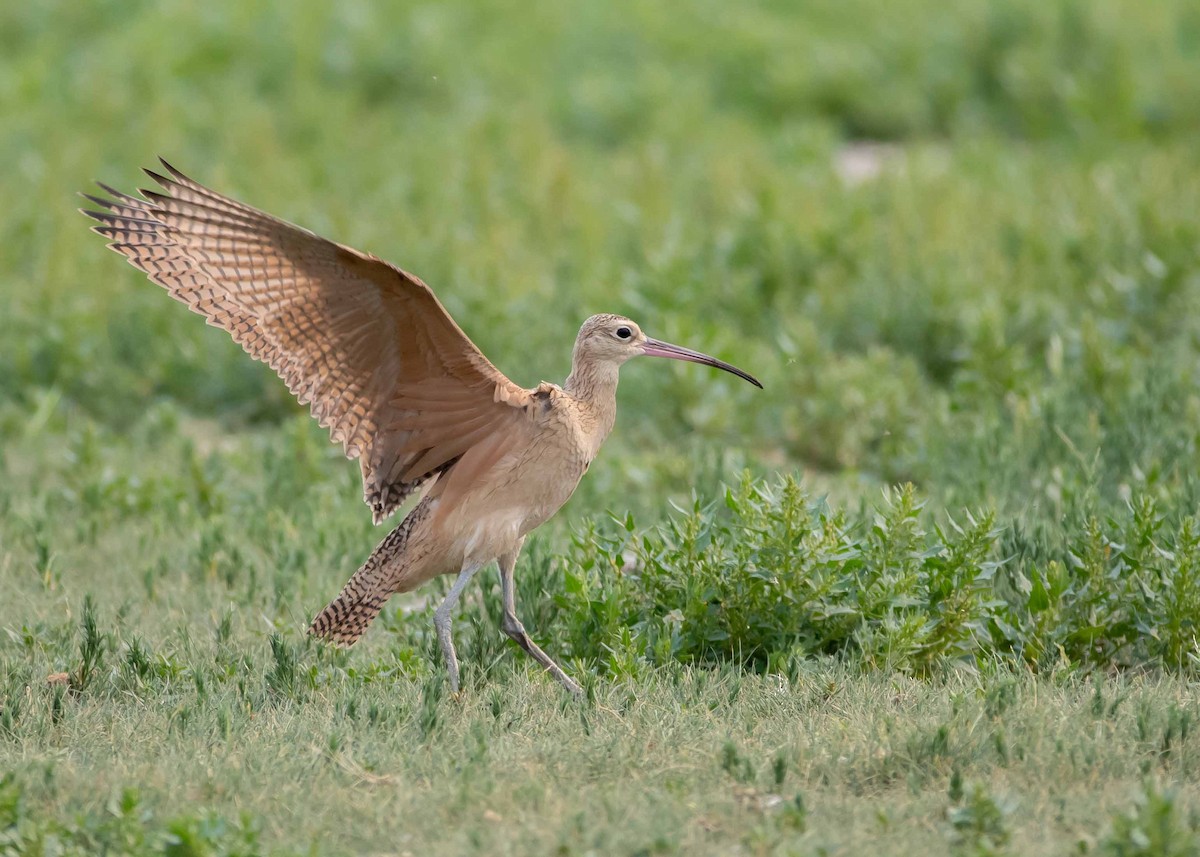 Long-billed Curlew - ML359050691