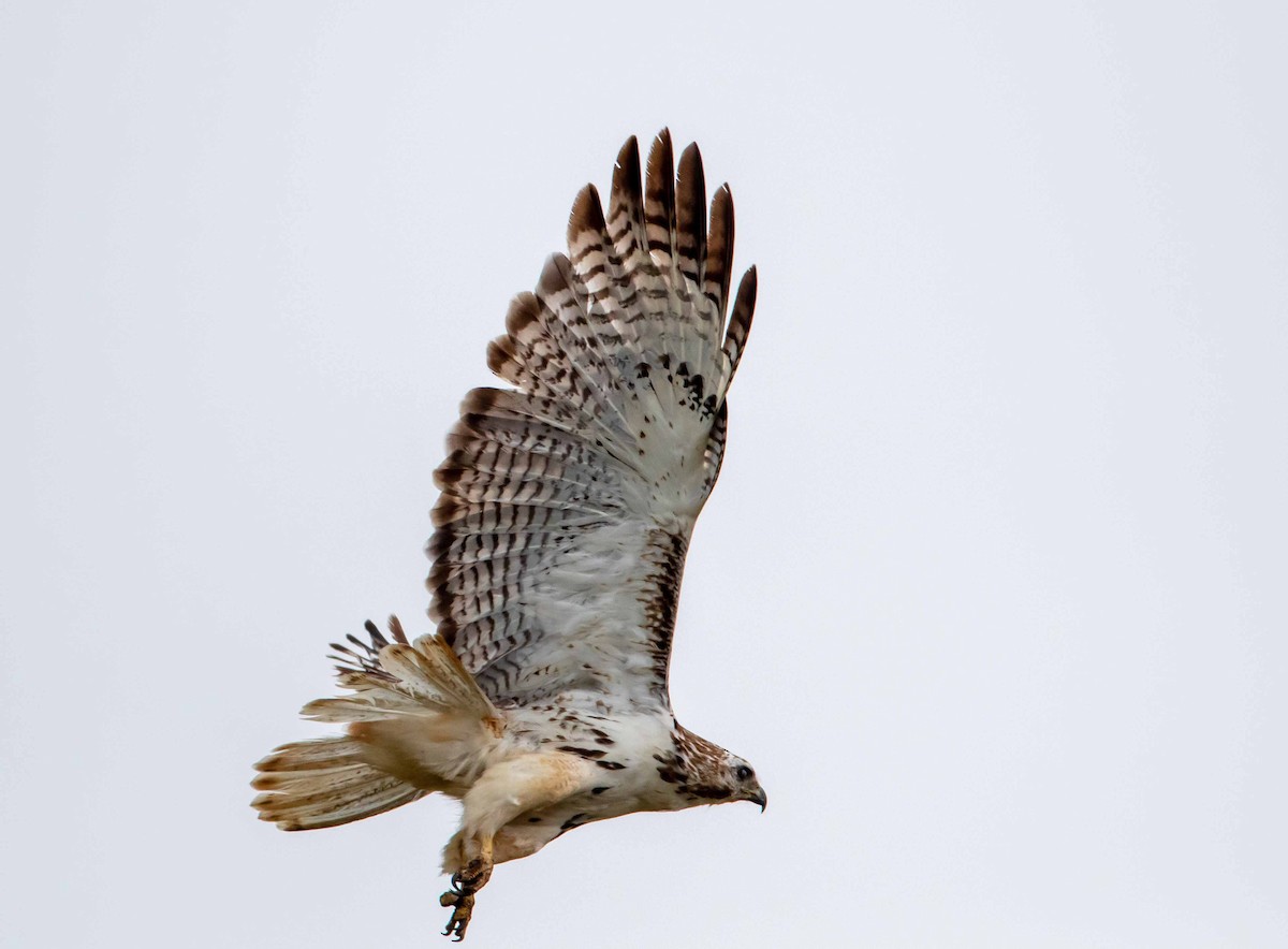 Red-tailed Hawk (Harlan's) - ML359051221