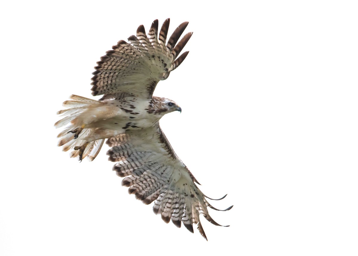 Red-tailed Hawk (Harlan's) - ML359051231