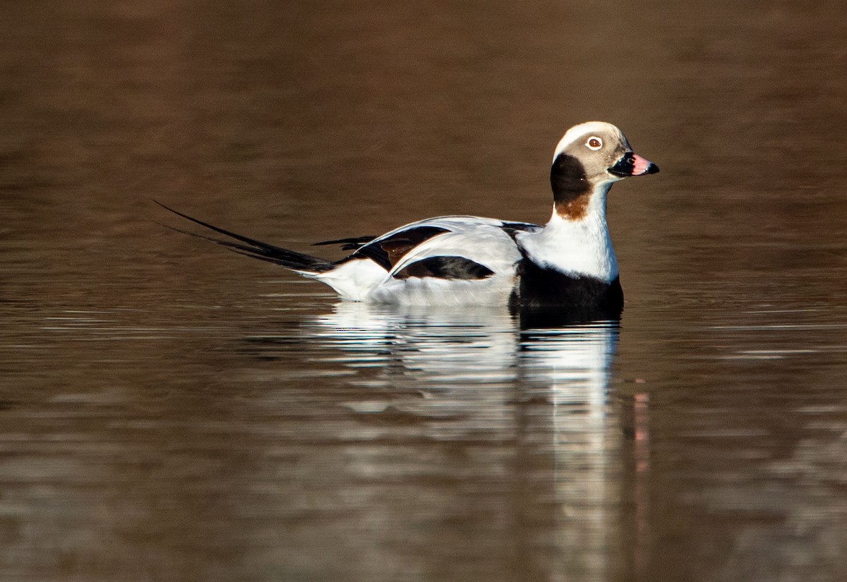 Long-tailed Duck - ML359056211