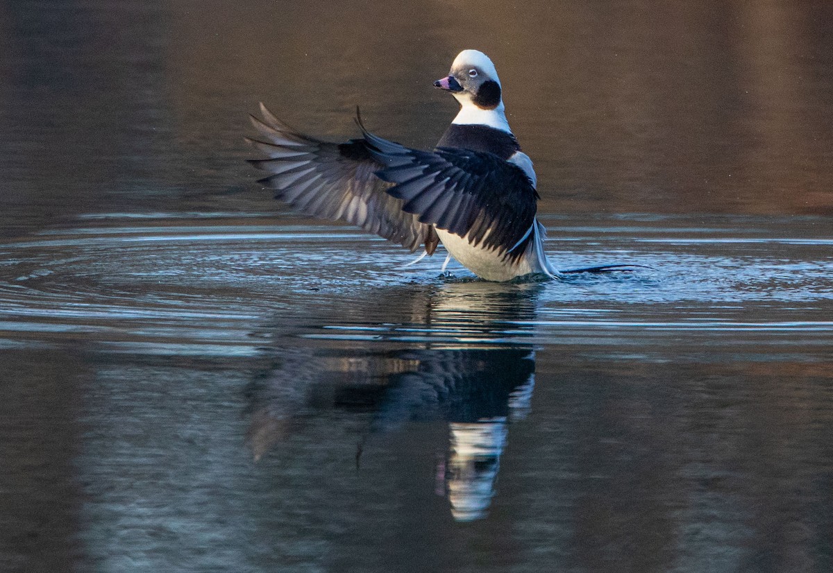 Long-tailed Duck - ML359056221