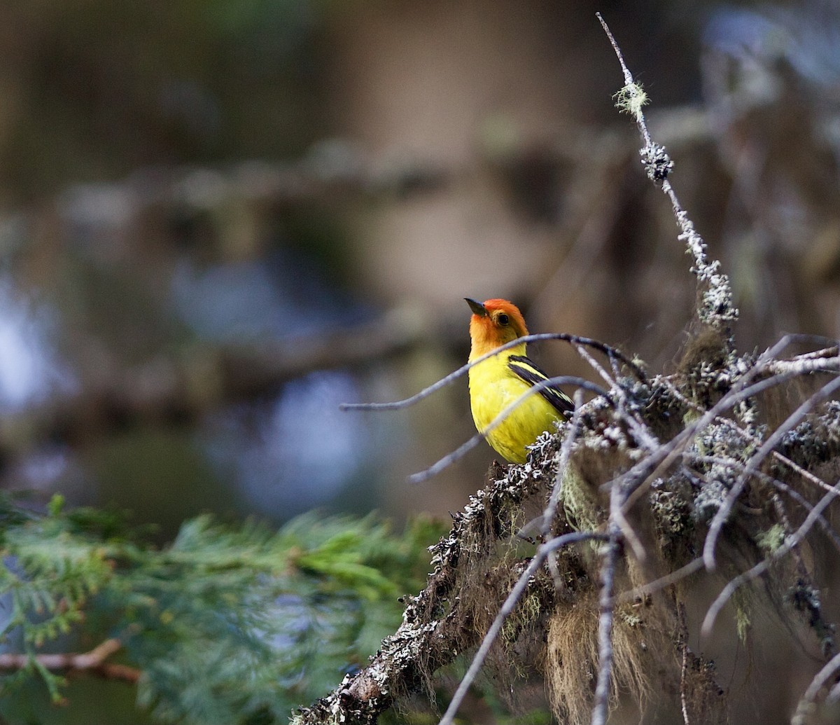 Western Tanager - ML359056661