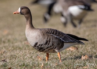 Greater White-fronted Goose, ML359056911