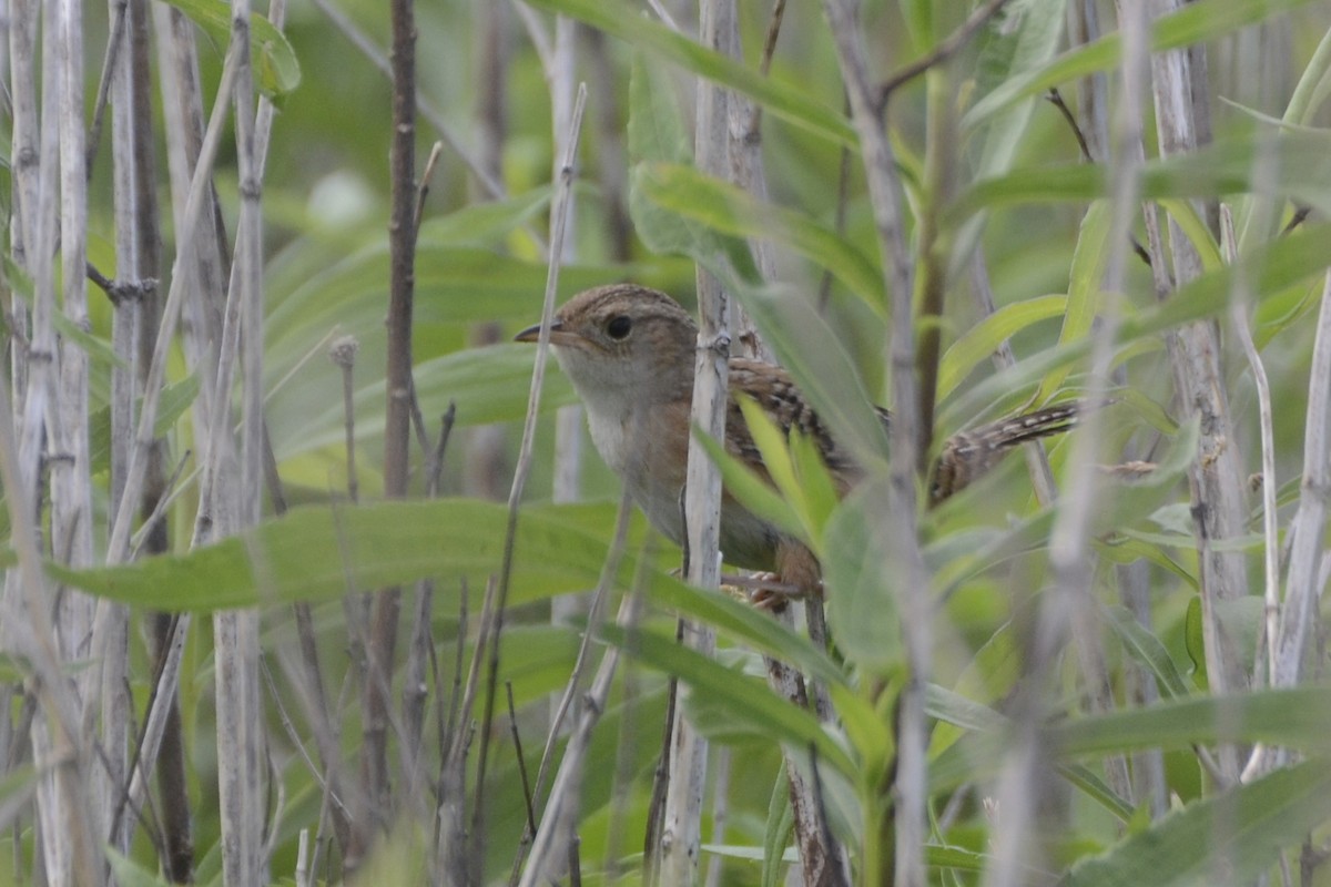 Sedge Wren - ML359063791